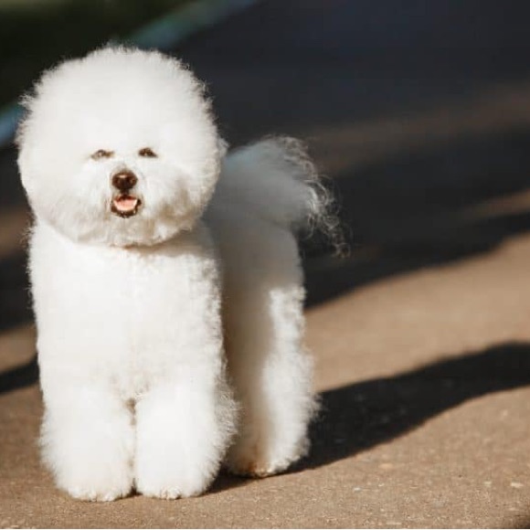 Meet your Posher, Helena - Picture 1 of 1